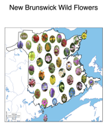 New Brunswick Wildflowers Colouring Book
